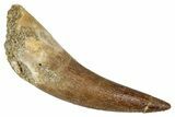 Fossil Plesiosaur (Zarafasaura) Tooth - Morocco #344230-1